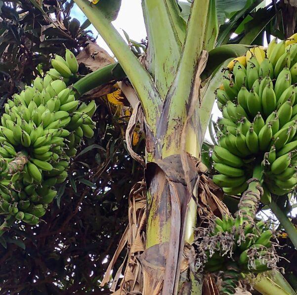 Bananeira com três cachos de uma vez chama atenção em Linhares, no Espírito Santo