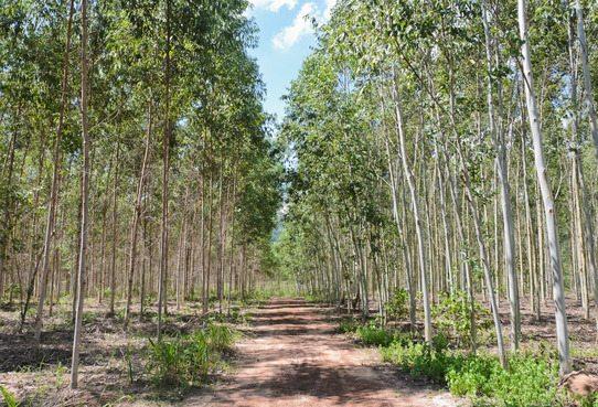 Câmara dos Deputados aprova regras menos rígidas para plantação de eucalipto