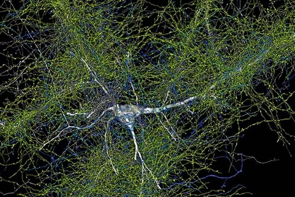 Imagens mostram detalhes inéditos de um milímetro do cérebro humano