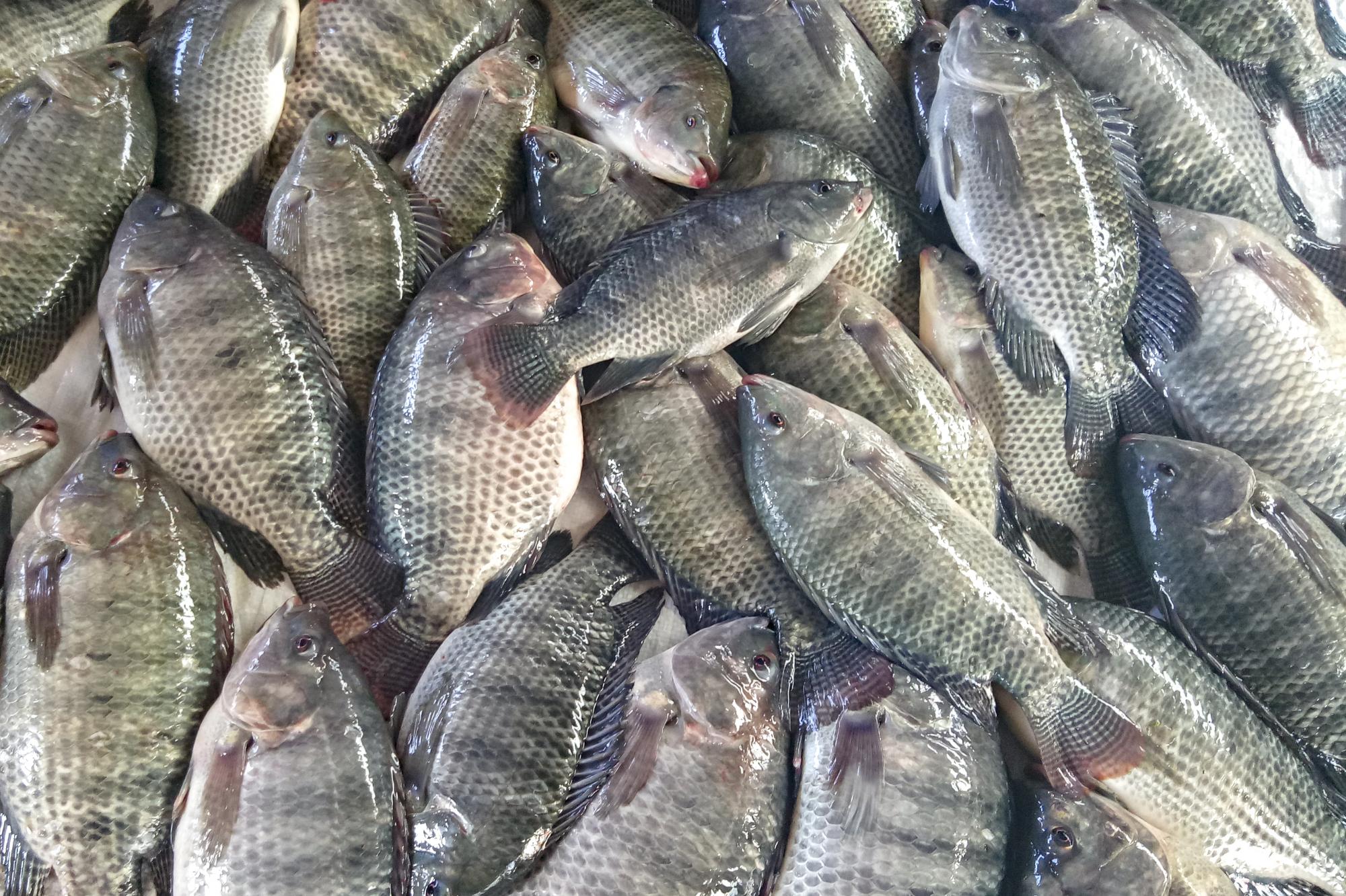 Exportações de peixes de cultivo chegam a US$ 8,7 milhões e crescem 48% no primeiro trimestre de 2024