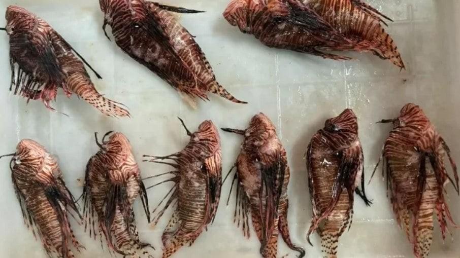 Peixe-leão invade litoral do país, se reproduz e preocupa cientistas