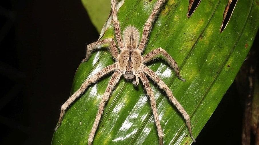 Brasil tem a aranha mais perigosa do mundo; saiba qual é