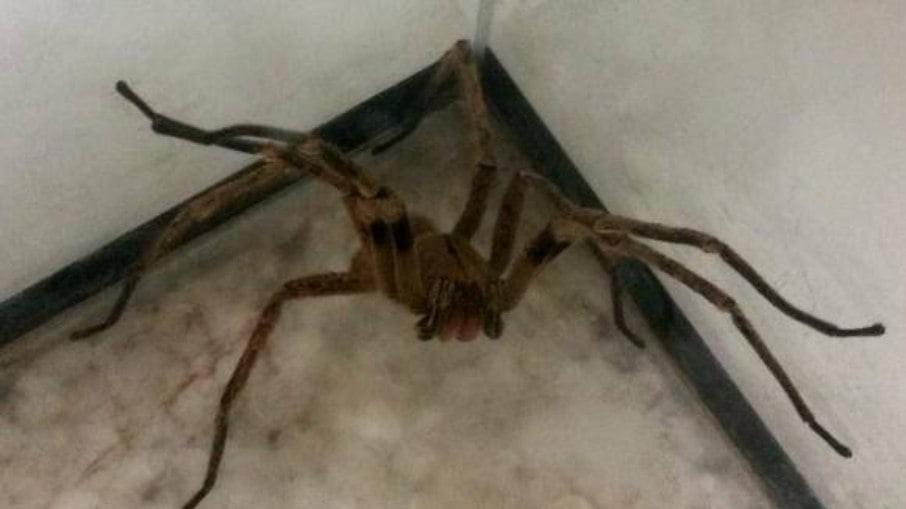 Brasil tem a aranha mais perigosa do mundo; saiba qual é