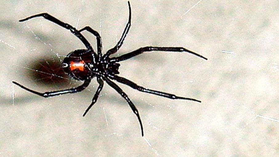 Brasil tem a aranha mais perigosa do mundo; saiba qual é