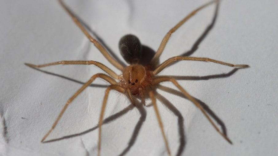 Brasil tem a aranha mais perigosa do mundo; saiba qual é