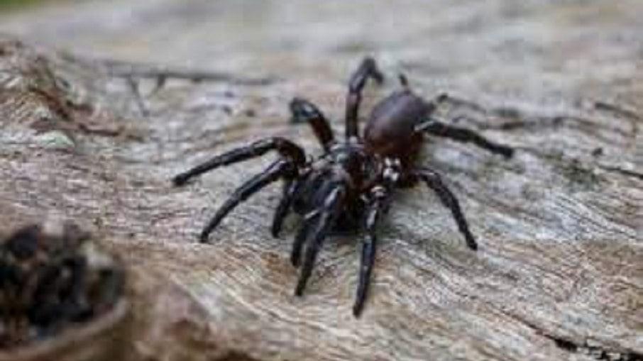 Brasil tem a aranha mais perigosa do mundo; saiba qual é