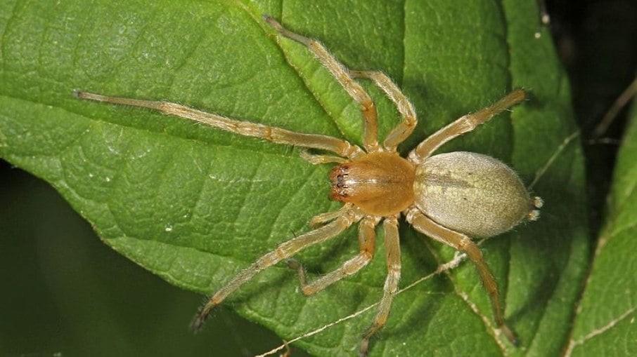 Brasil tem a aranha mais perigosa do mundo; saiba qual é