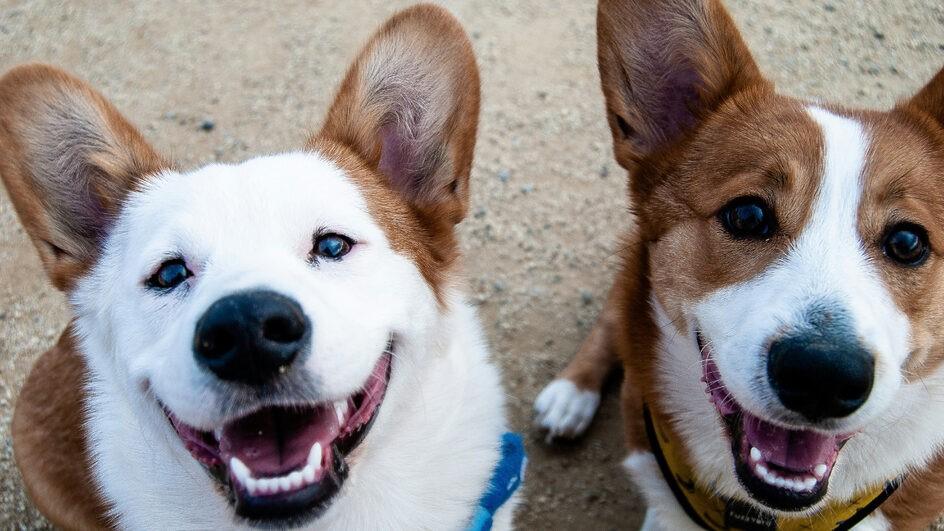 Disputa por guarda compartilhada de cães entre casal vai parar na Justiça