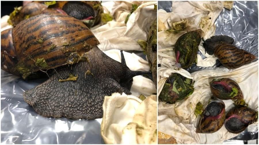 Caracóis gigantes africanos são apreendidos vivos em aeroporto