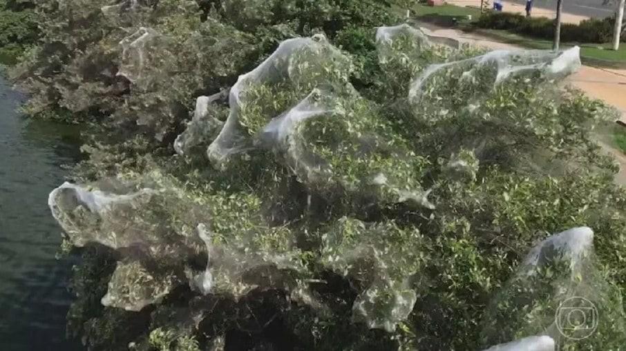 Milhões de aranhas se multiplicam e infestam ponto turístico