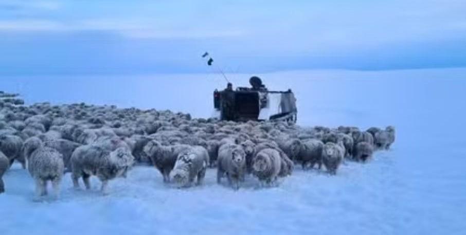 Frio extremo congela animais na Patagônia argentina