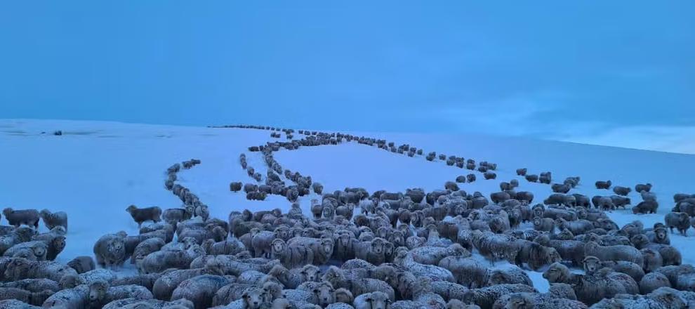 Frio extremo congela animais na Patagônia argentina