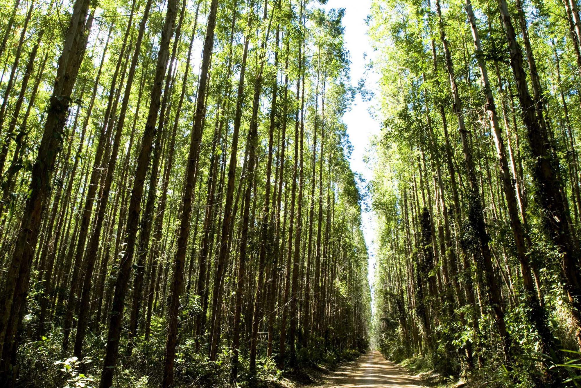 Suzano incentiva parceria com produtores rurais do ES no cultivo de florestas de eucalipto