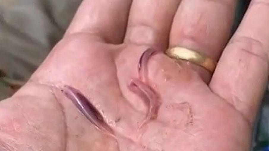 Peixe-vampiro? Espécie amazônica entra em partes íntimas e come cadáver