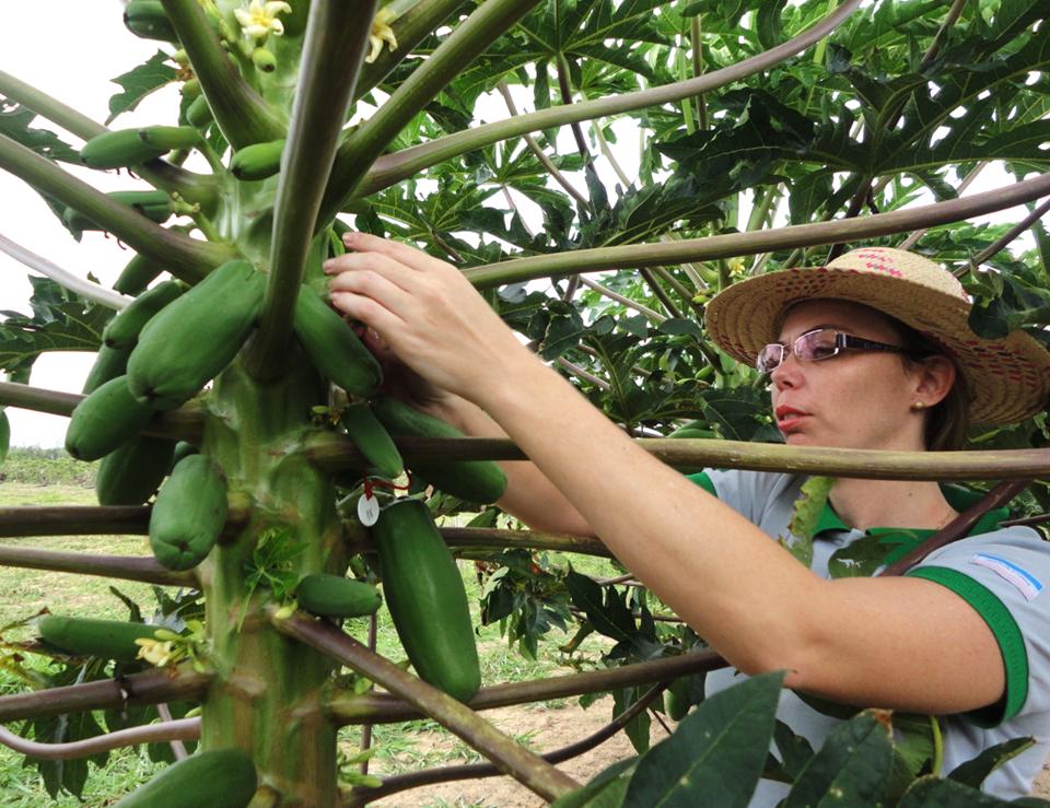 Últimas semanas para inscrição de trabalhos no simpósio Papaya Brasil 2024