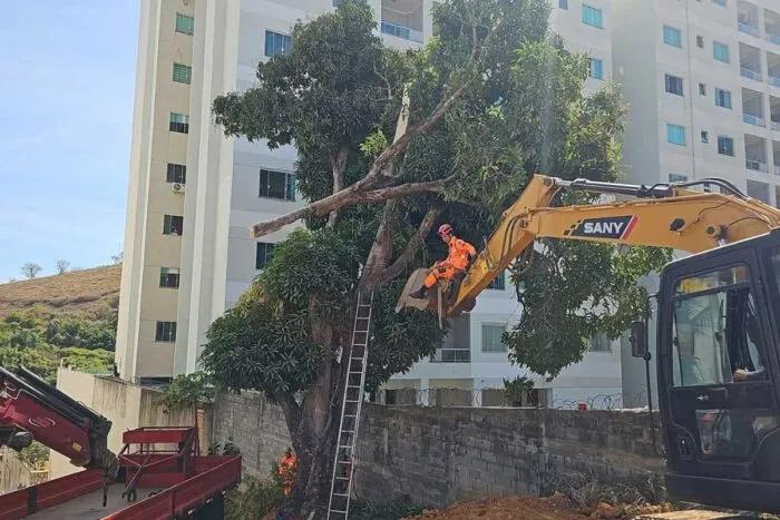 Homem morre asfixiado por galho de árvore ao fazer poda