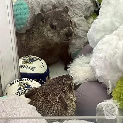 Menina brincava de pegar bichos de pelúcia em máquina até perceber que um deles estava vivo