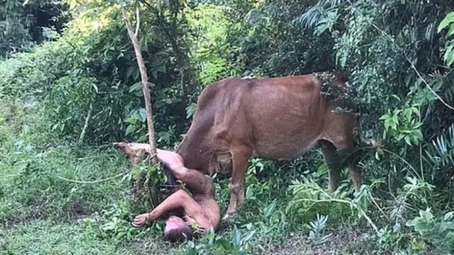 Homem tenta abusar de vaca, mas é “chifrado” pelo animal