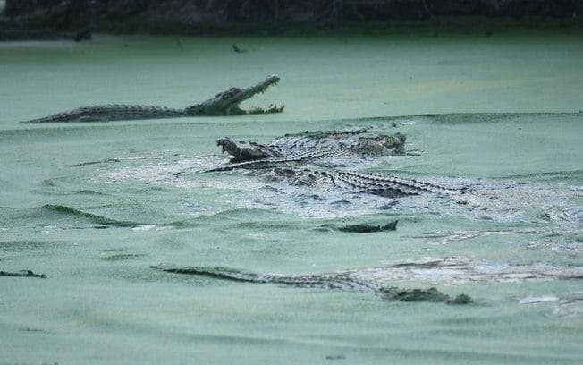 Crocodilo mata mulher que nadava em rio