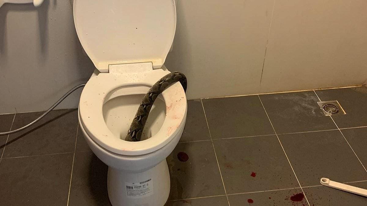 Homem senta em vaso sanitário e leva mordida de cobra nas partes íntimas