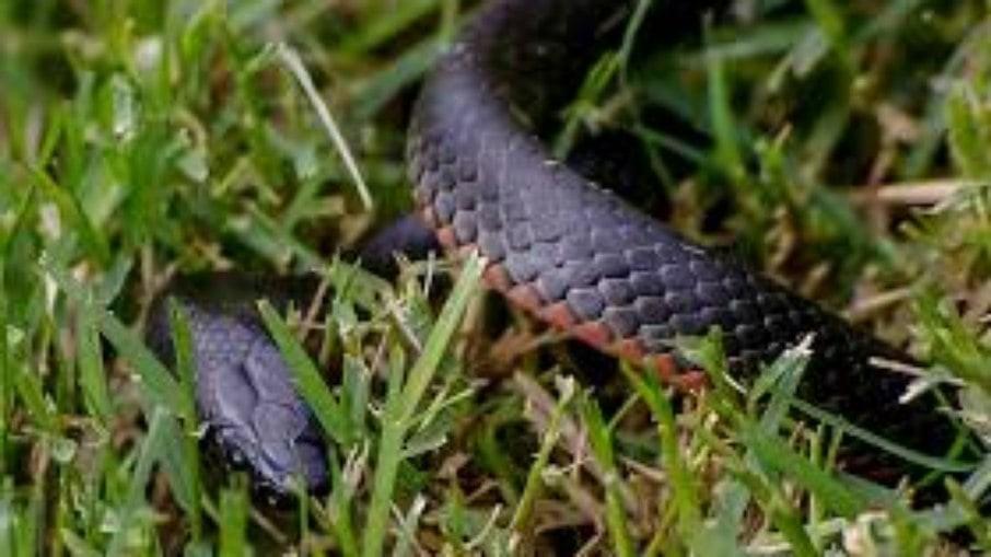 Mãe leva susto ao ver bebê mordendo cobra e se surpreende com desfecho