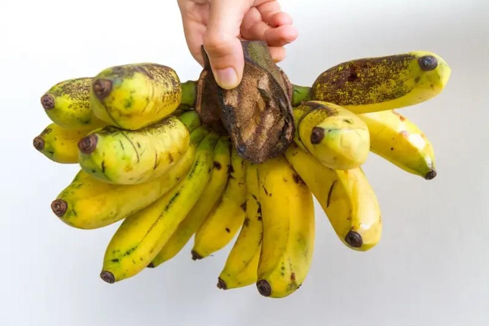 A nova cepa de fungo que ameaça extinguir as bananas em todo o mundo