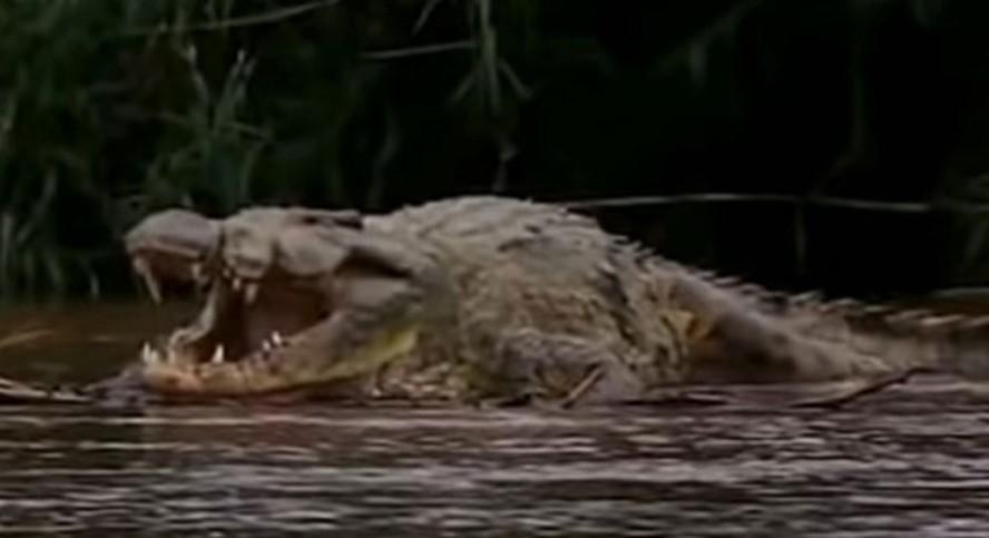 Crocodilo ‘à prova de bala’ responsável por centenas de mortes aterroriza região na África há décadas