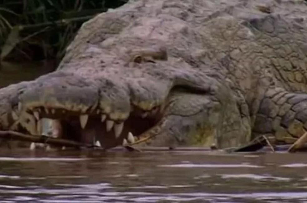 Crocodilo ‘à prova de bala’ responsável por centenas de mortes aterroriza região na África há décadas