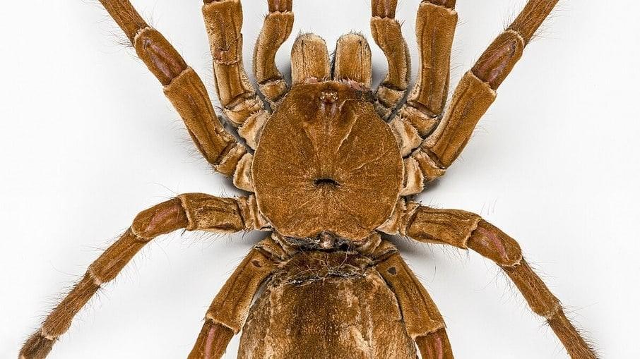 Maior aranha do mundo tem tamanho de um prato, é brasileira e pode comer até aves