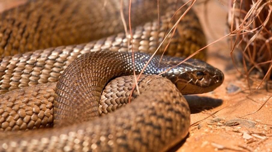 Homem é mordido por cobra mais venenosa do mundo; ele era dono de 15 serpentes perigosas