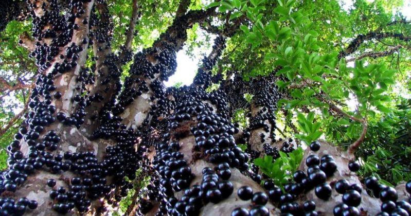 Os benefícios da jabuticaba: reduz colesterol, é antioxidante e previne câncer