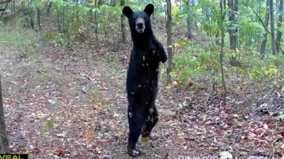 Urso nasce sem braços, aprende a andar como humano e impressiona caçador