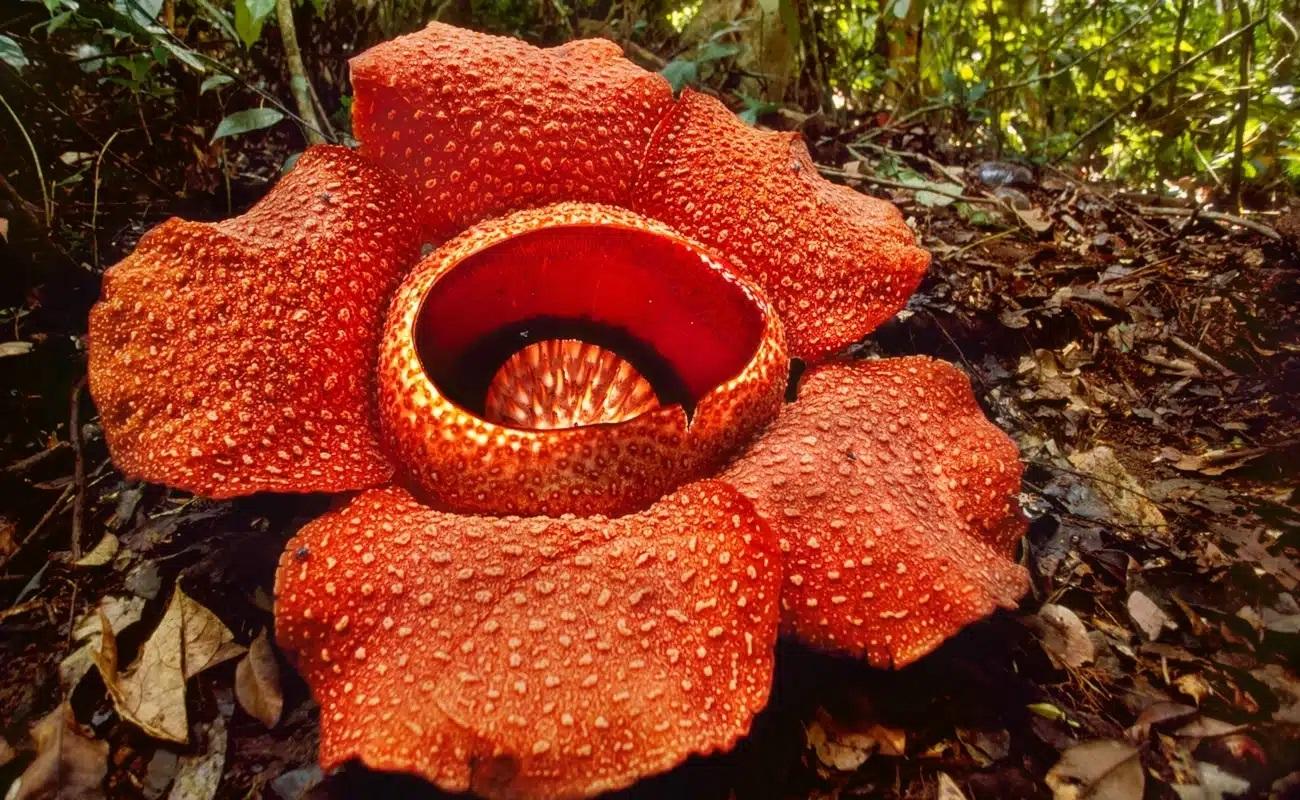 Maior flor do mundo pesa 11 kg! Surpreenda-se com a Flor Monstro