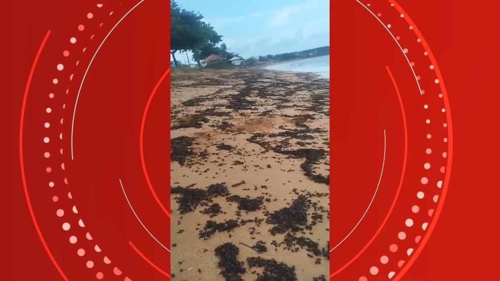 Milhares de formigas tanajuras mortas em praia do ES chamam a atenção de banhistas