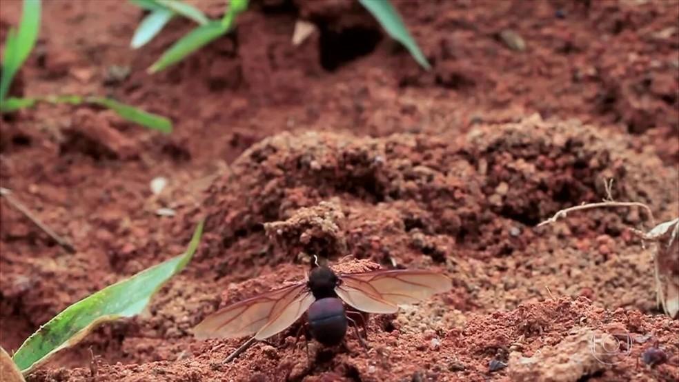 Milhares de formigas tanajuras mortas em praia do ES chamam a atenção de banhistas