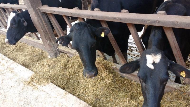 Concurso incentiva produtores de leite capixabas a investir na produção de silagens