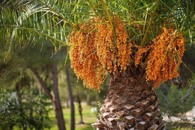 Como plantar butiá e quanto tempo demora para colher os frutos