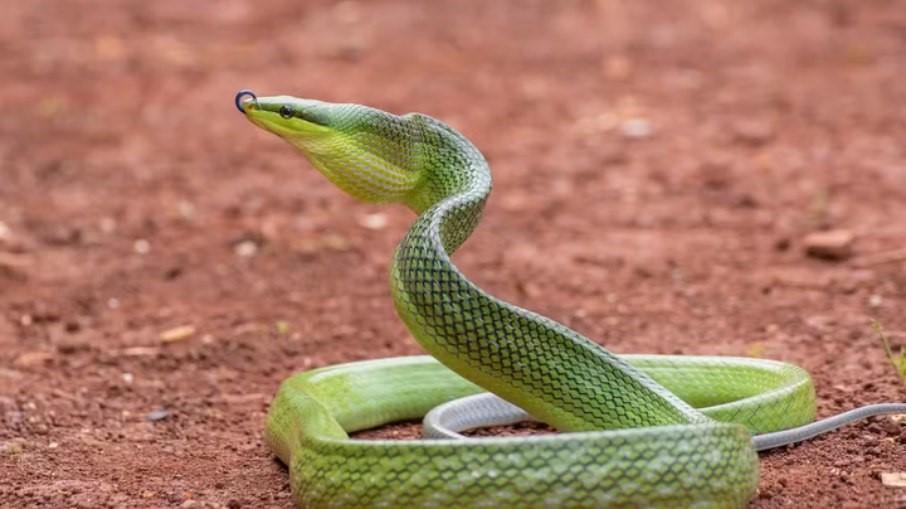 Ilha paradisíaca é infestada por serpentes que ameaçam a vegetação: “comem qualquer coisa”