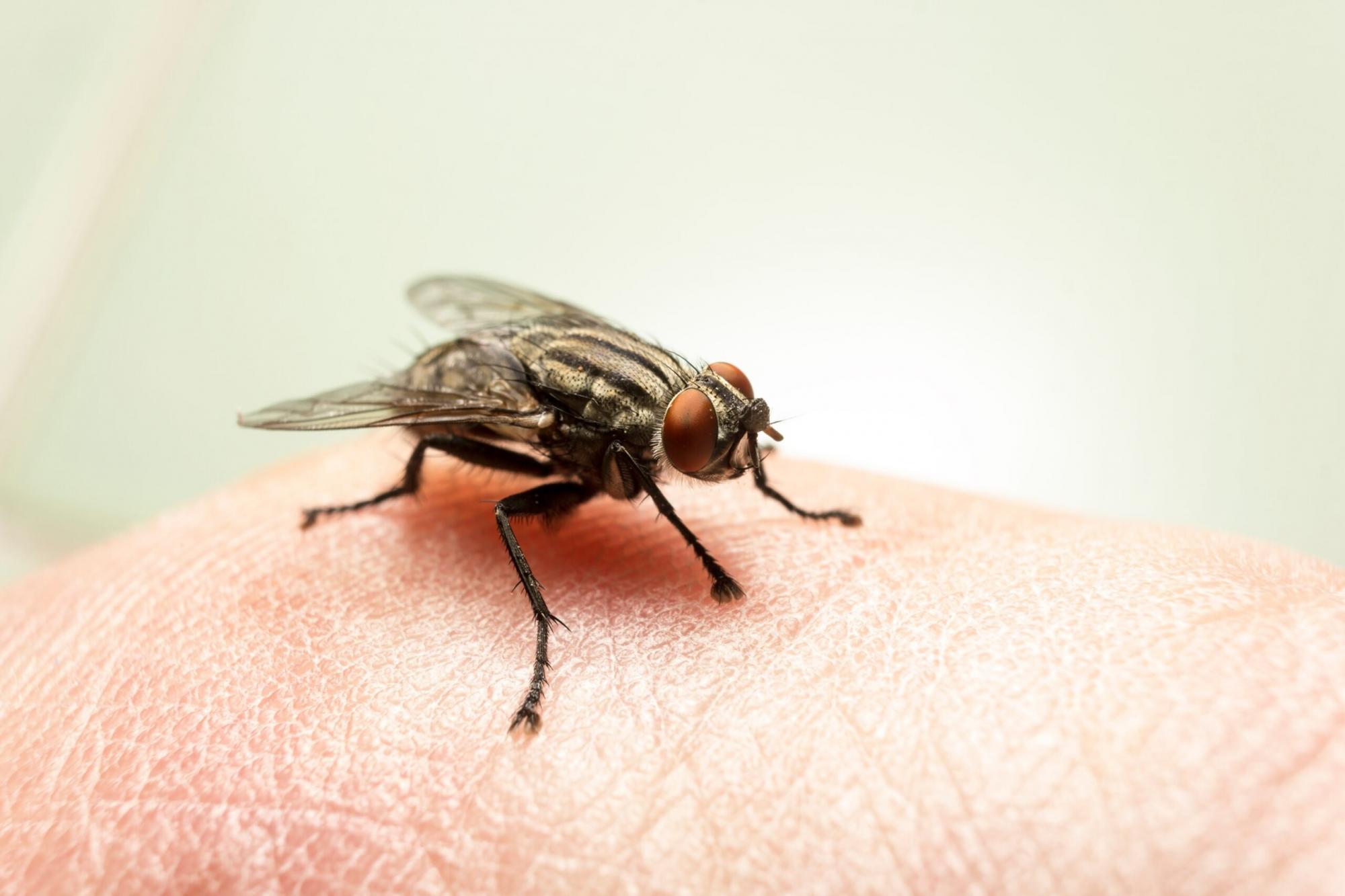 Se uma mosca pousar na comida, ainda posso comer ou jogo fora?