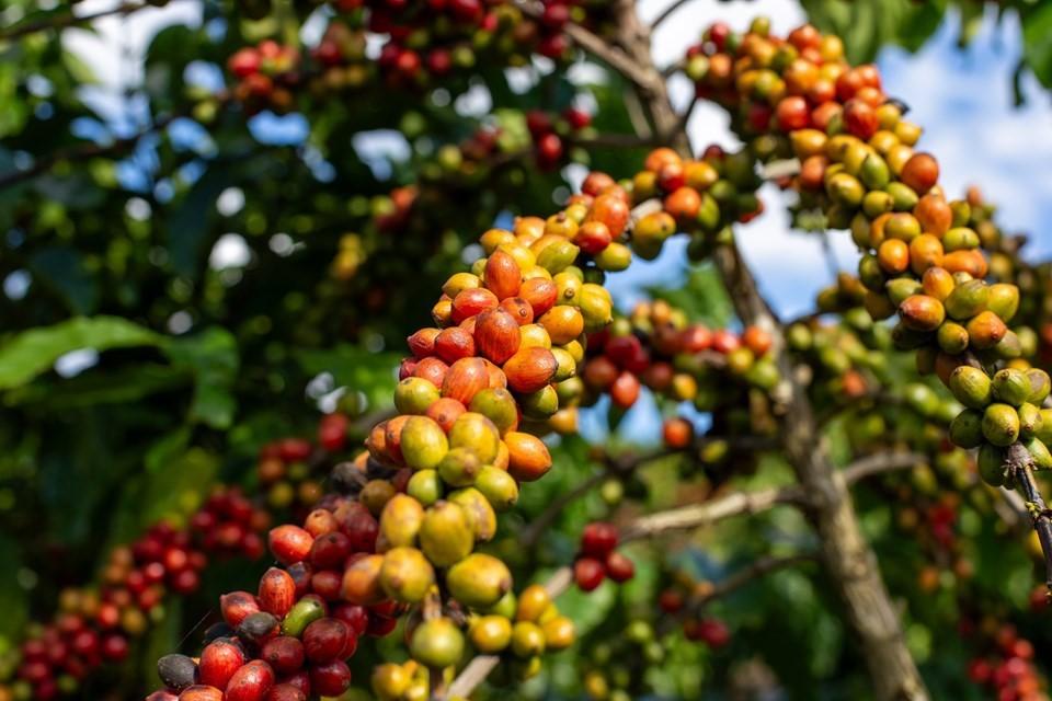 Alta do café conilon impulsiona novo recorde histórico das exportações do agro no ES