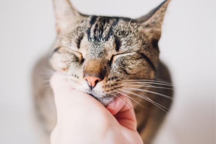 Sabe por que seu gato ronrona? Veja curiosidades sobre o comportamento