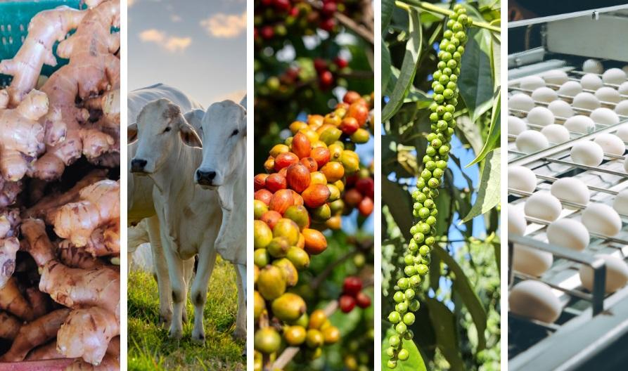 Espírito Santo foi o único estado com crescimento do crédito rural em 2024