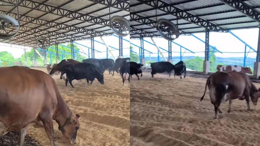 Vacas pulam de alegria após troca de estábulo e web reage: Igual crianças’