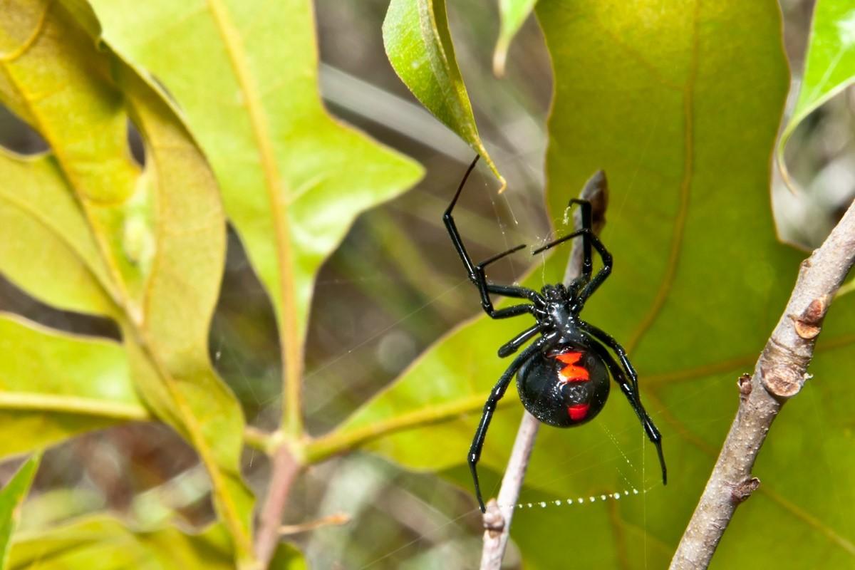 Caso raro: mulher mói aranha viúva-negra inteira e injeta em si mesma