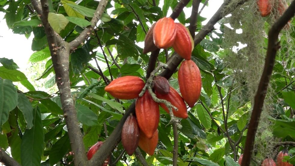 Novo circuito turístico oferece passeio por sabores e aromas do cacau no ES
