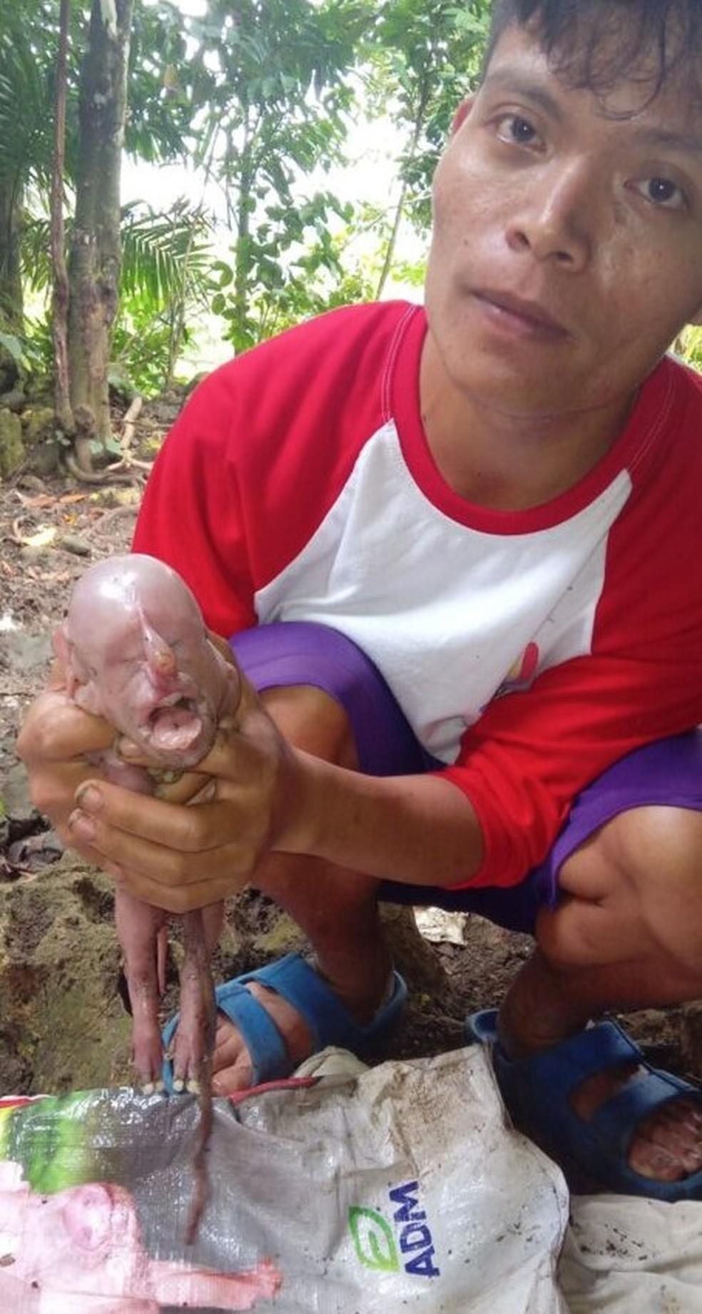 Porca dá à luz filhote com ‘rosto humano’: ‘Parecia uma criança chorando’, diz agricultor