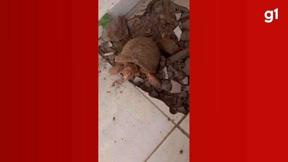 Mulher encontra jabuti vivo embaixo do piso de casa e acredita que ele estava preso havia 10 anos
