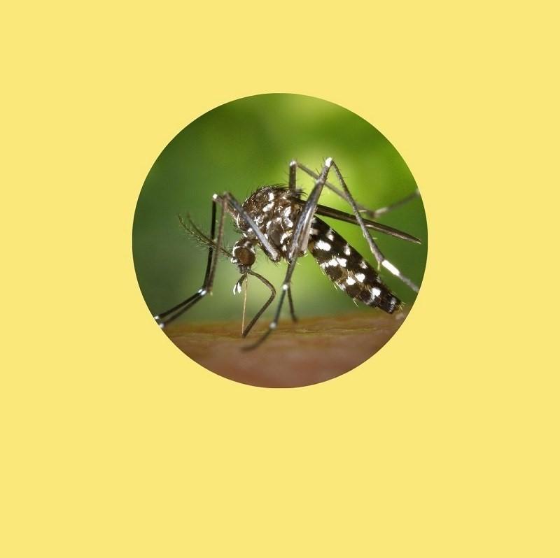 Espírito Santo registra caso de dengue tipo 3