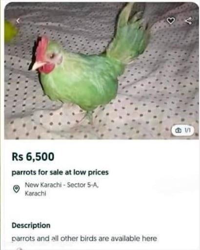 Comerciante tenta vender galo pintado de verde como papagaio