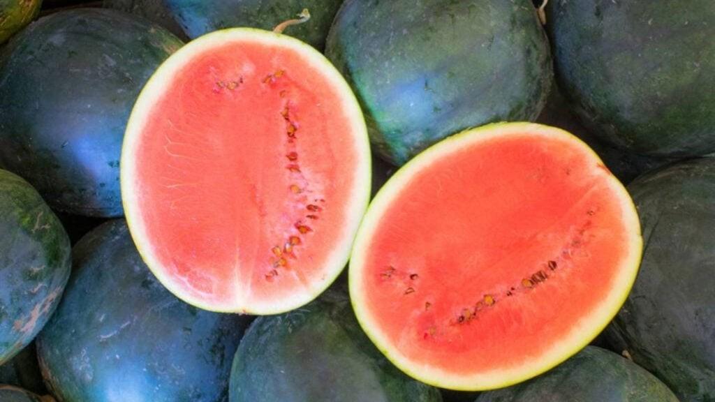 Melancia preta atrai mercado com sabor único e aparência exótica
